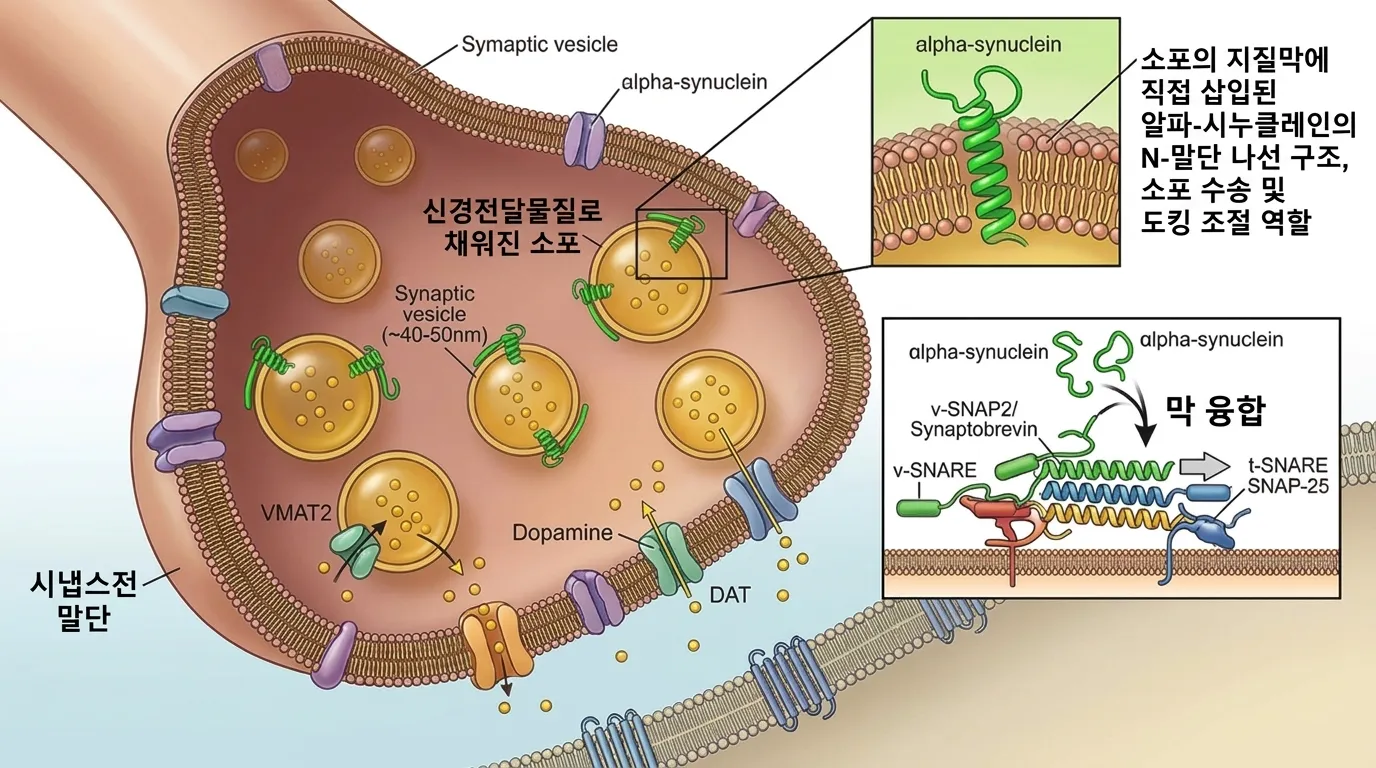 알파-시뉴클레인의 정상 시냅스 기능